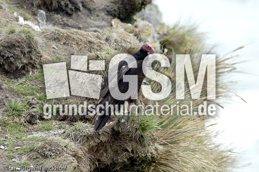 Truthahngeier (3 von 14).jpg